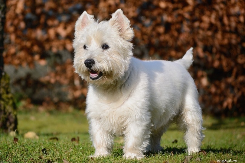 17 Compact, Low-Shedding Dog Breeds – Photos Inside