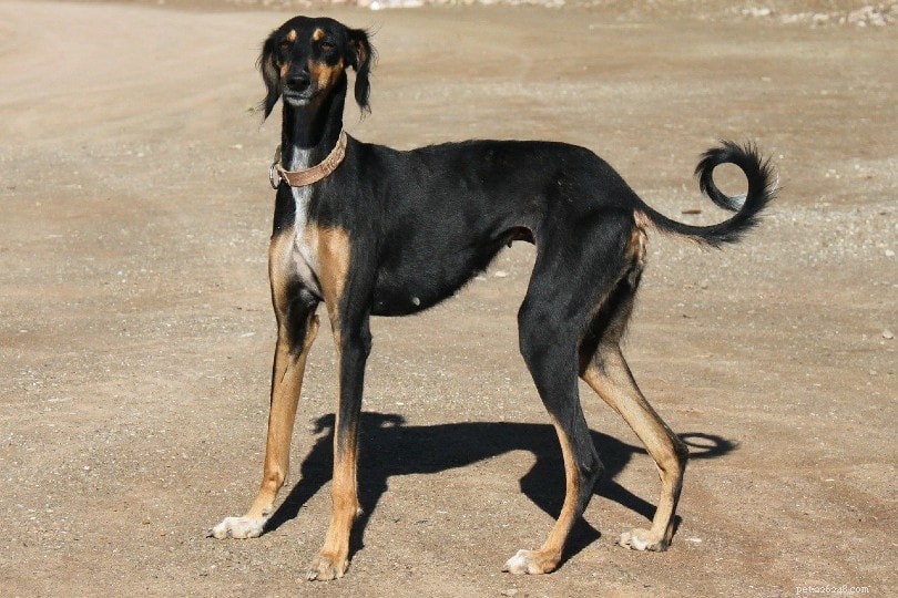 13 Low‑Energy Dog Breeds That Thrive on Minimal Exercise