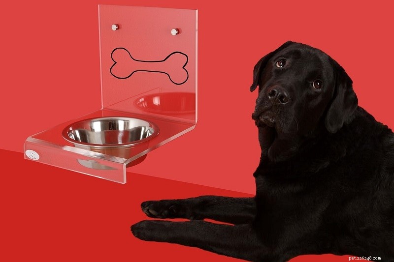 Raised vs. Floor Dog Bowls: How to Choose the Best for Your Pet s Health