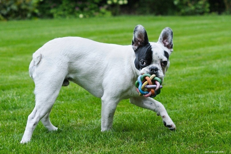 20 Low-Maintenance Dog Breeds: The Ultimate Guide for Busy Owners