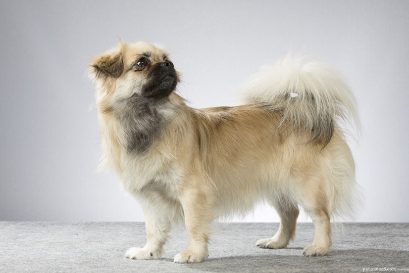 20 Low-Maintenance Dog Breeds: The Ultimate Guide for Busy Owners
