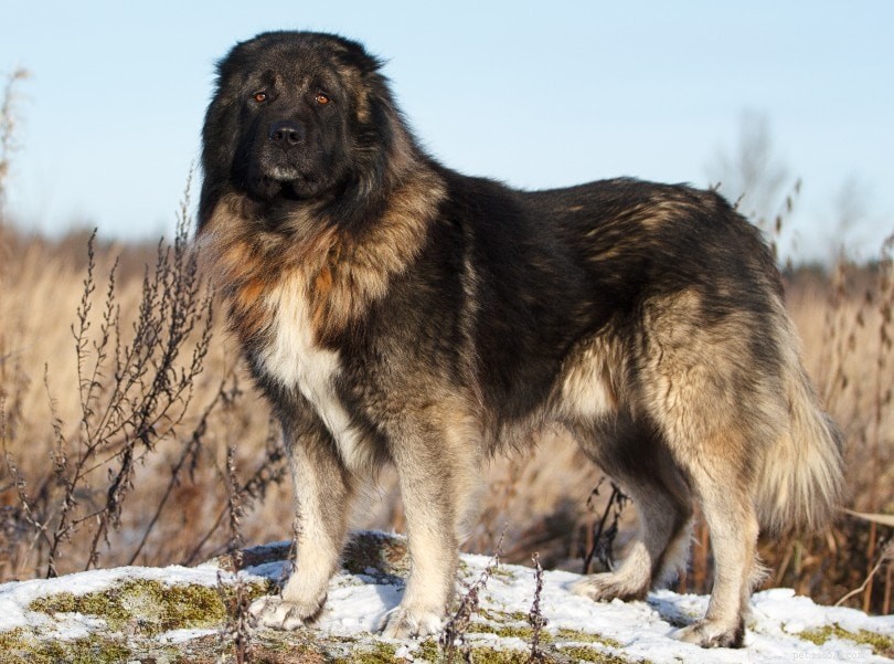 20 Low-Maintenance Dog Breeds: The Ultimate Guide for Busy Owners