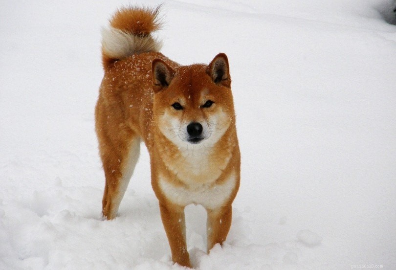 20 Low-Maintenance Dog Breeds: The Ultimate Guide for Busy Owners