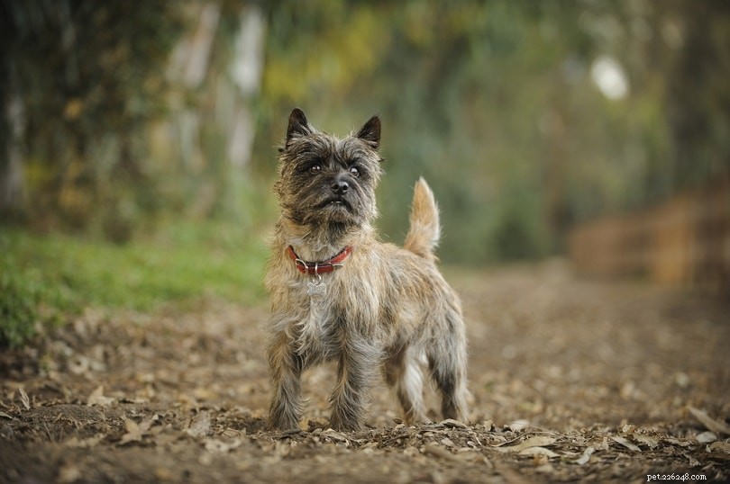 20 Low-Maintenance Dog Breeds: The Ultimate Guide for Busy Owners