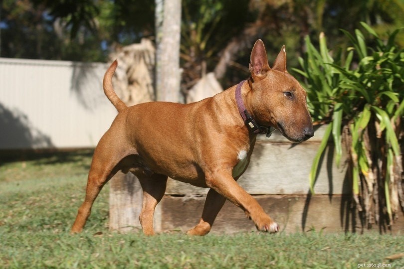 20 Low-Maintenance Dog Breeds: The Ultimate Guide for Busy Owners