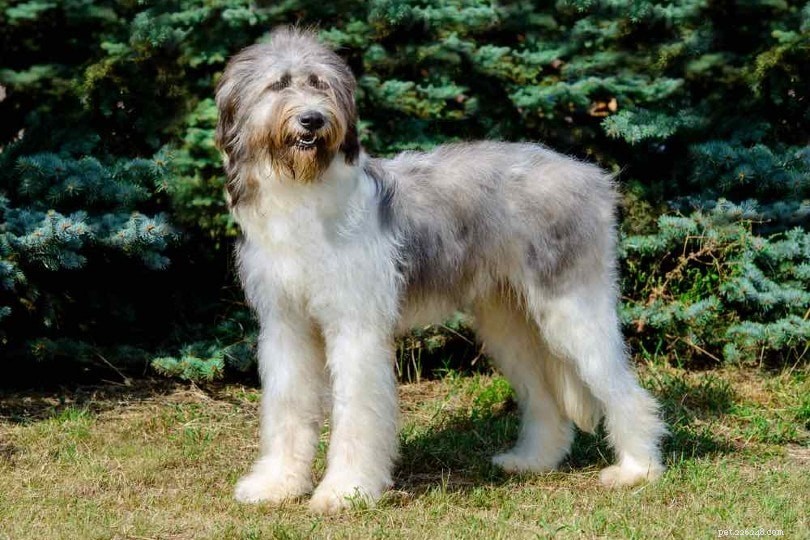 20 Low-Maintenance Dog Breeds: The Ultimate Guide for Busy Owners