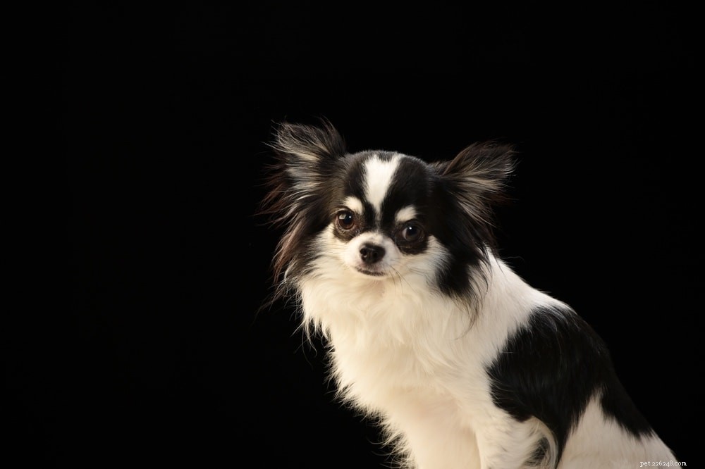 Discover 5 Unique Mexican Dog Breeds: Culture, Charm, and Character