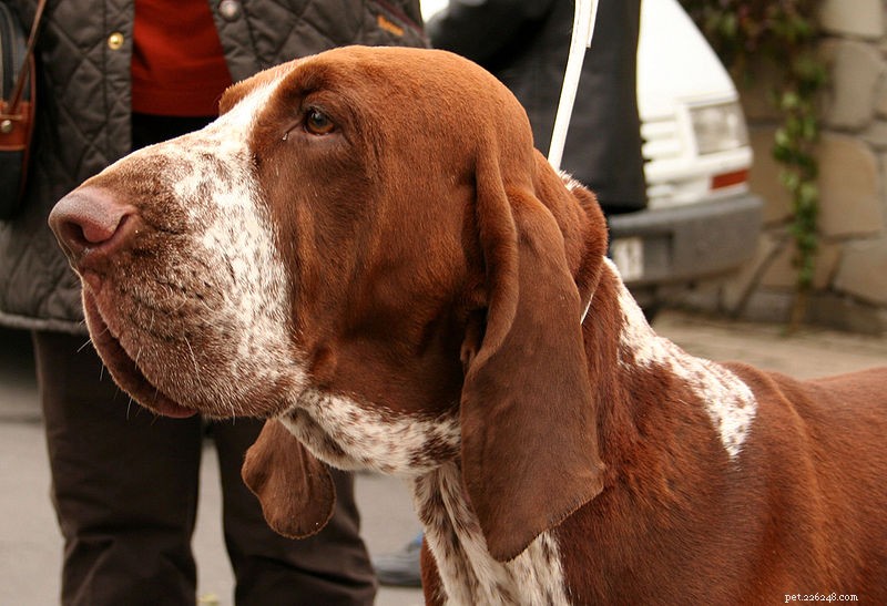 Discover Italy s Finest 12 Dog Breeds: From Lapdogs to Guardians