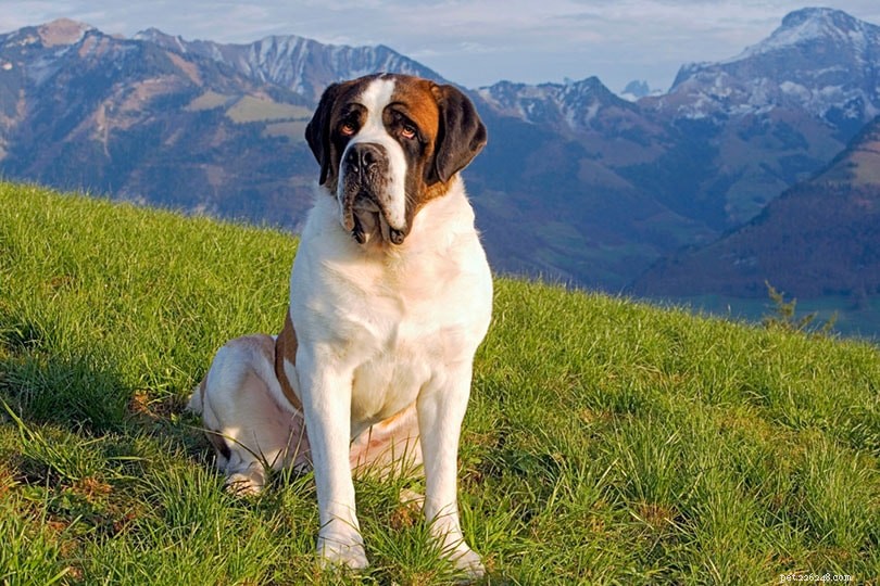 Discover Italy s Finest 12 Dog Breeds: From Lapdogs to Guardians