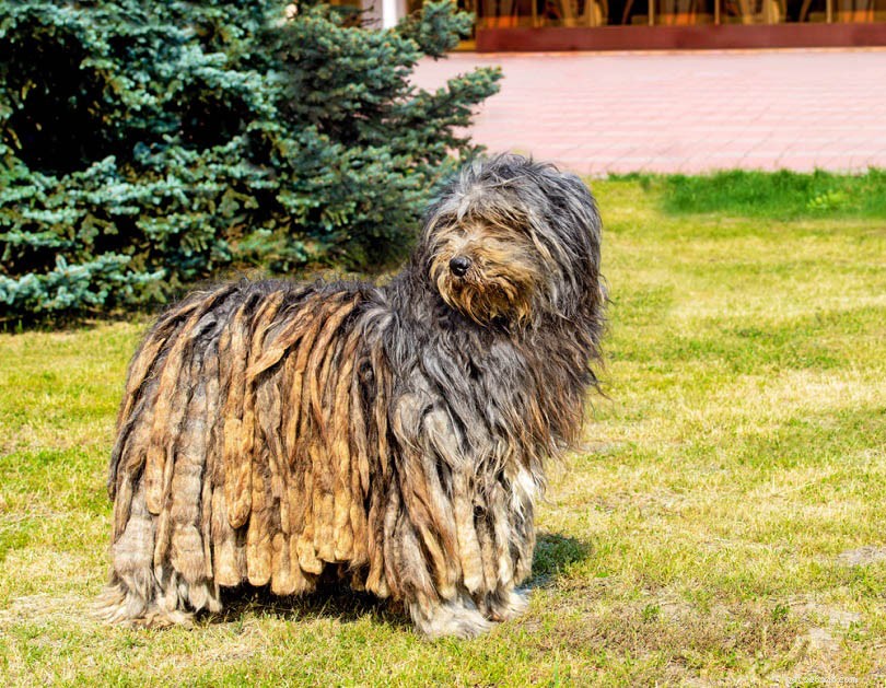 Discover Italy s Finest 12 Dog Breeds: From Lapdogs to Guardians
