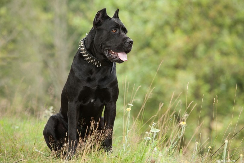 Discover Italy s Finest 12 Dog Breeds: From Lapdogs to Guardians