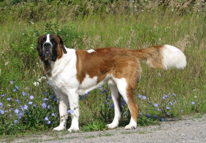 Discover Italy s Finest 12 Dog Breeds: From Lapdogs to Guardians