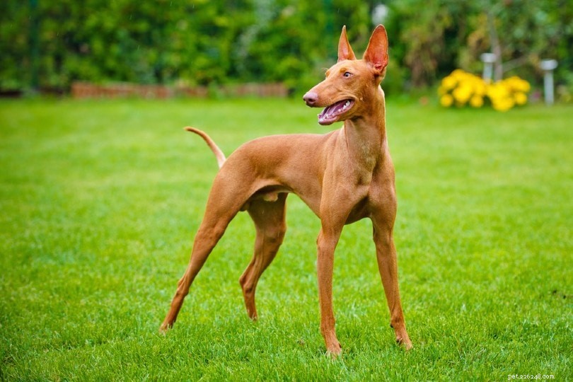 Discover Italy s Finest 12 Dog Breeds: From Lapdogs to Guardians