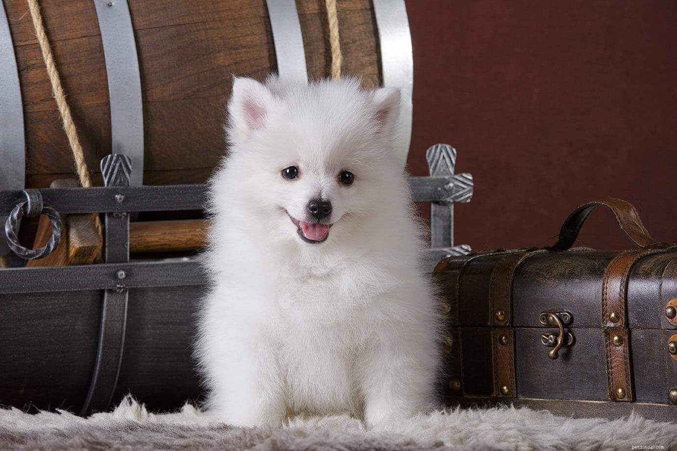 Discover Italy s Finest 12 Dog Breeds: From Lapdogs to Guardians