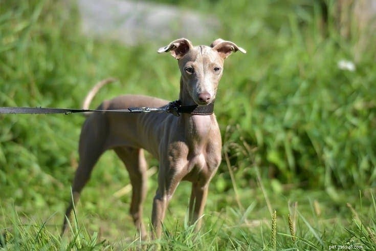 13 Remarkably Unique Dog Breeds You’ll Love – Photos Inside