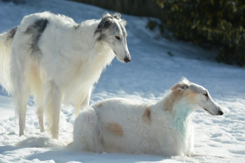 13 Remarkably Unique Dog Breeds You’ll Love – Photos Inside