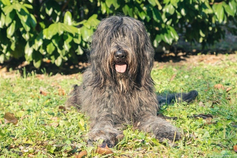 13 Remarkably Unique Dog Breeds You’ll Love – Photos Inside