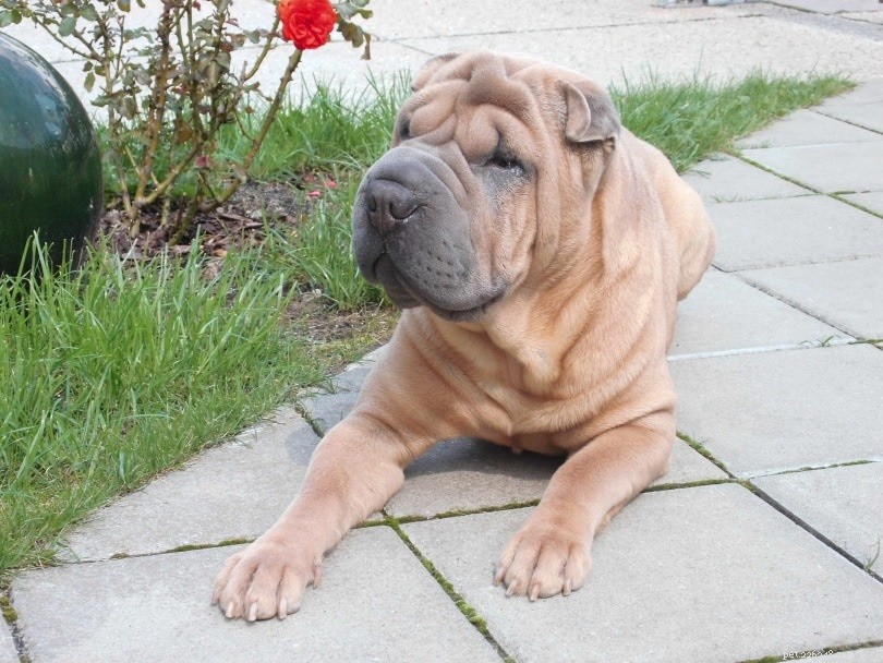 13 Remarkably Unique Dog Breeds You’ll Love – Photos Inside