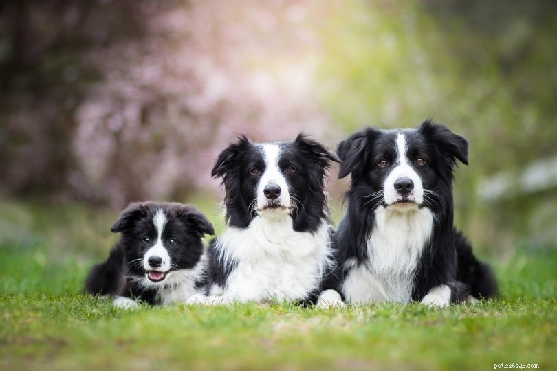 Top 10 Service Dog Breeds for Every Need – With Photos