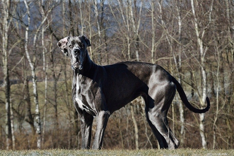 Top 10 Service Dog Breeds for Every Need – With Photos