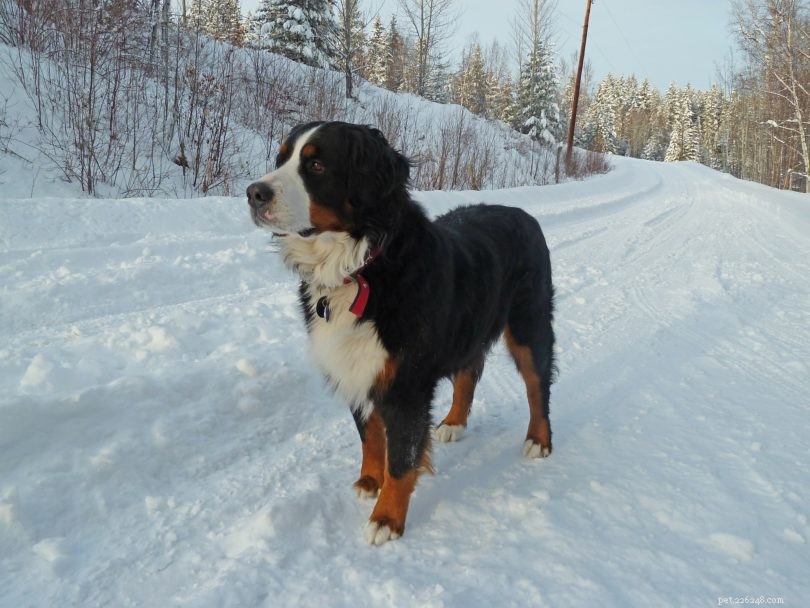 Top 10 Service Dog Breeds for Every Need – With Photos