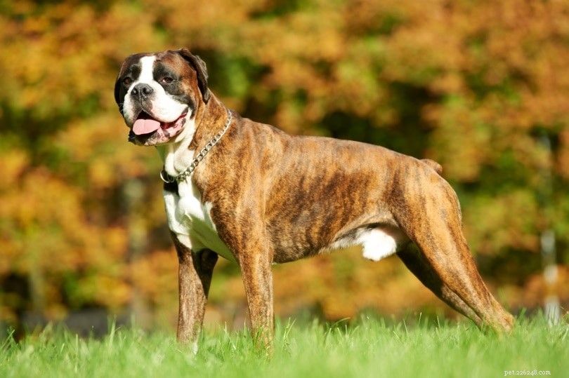 Top 10 Service Dog Breeds for Every Need – With Photos