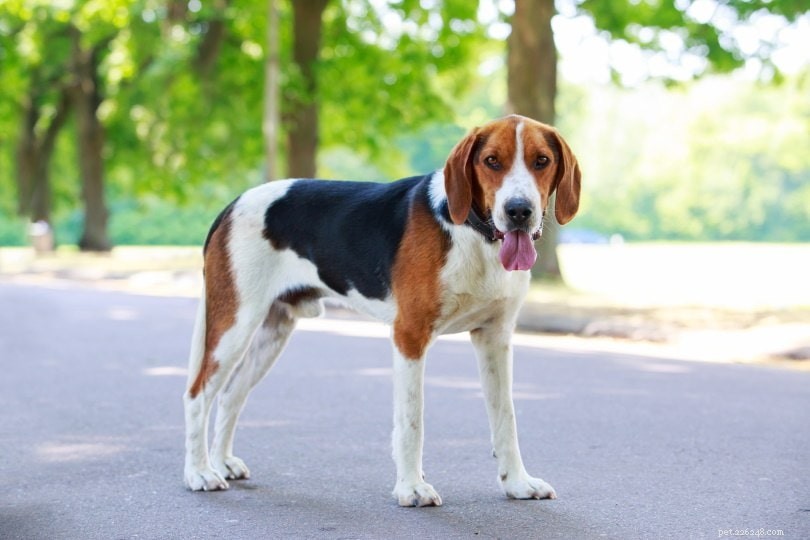 The Ultimate Guide to the Top 10 Deer Hunting Dog Breeds for Every Terrain