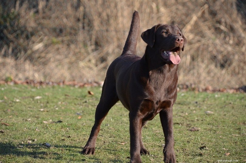 The Ultimate Guide to the Top 10 Deer Hunting Dog Breeds for Every Terrain