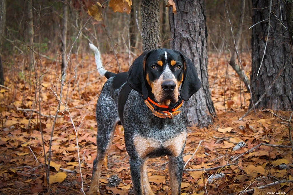 Top 10 Service Dog Breeds for Every Need – With Photos
