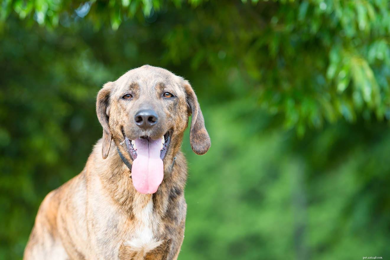 The Ultimate Guide to the Top 10 Deer Hunting Dog Breeds for Every Terrain