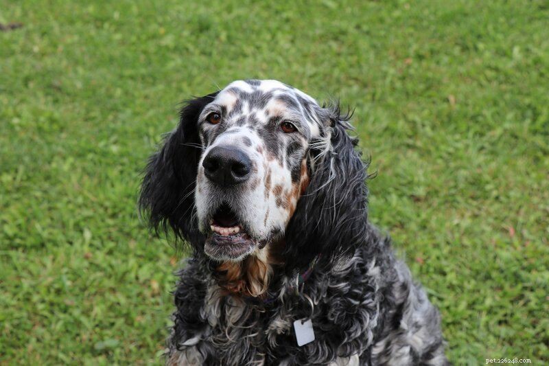 The Ultimate Guide to the Top 10 Deer Hunting Dog Breeds for Every Terrain