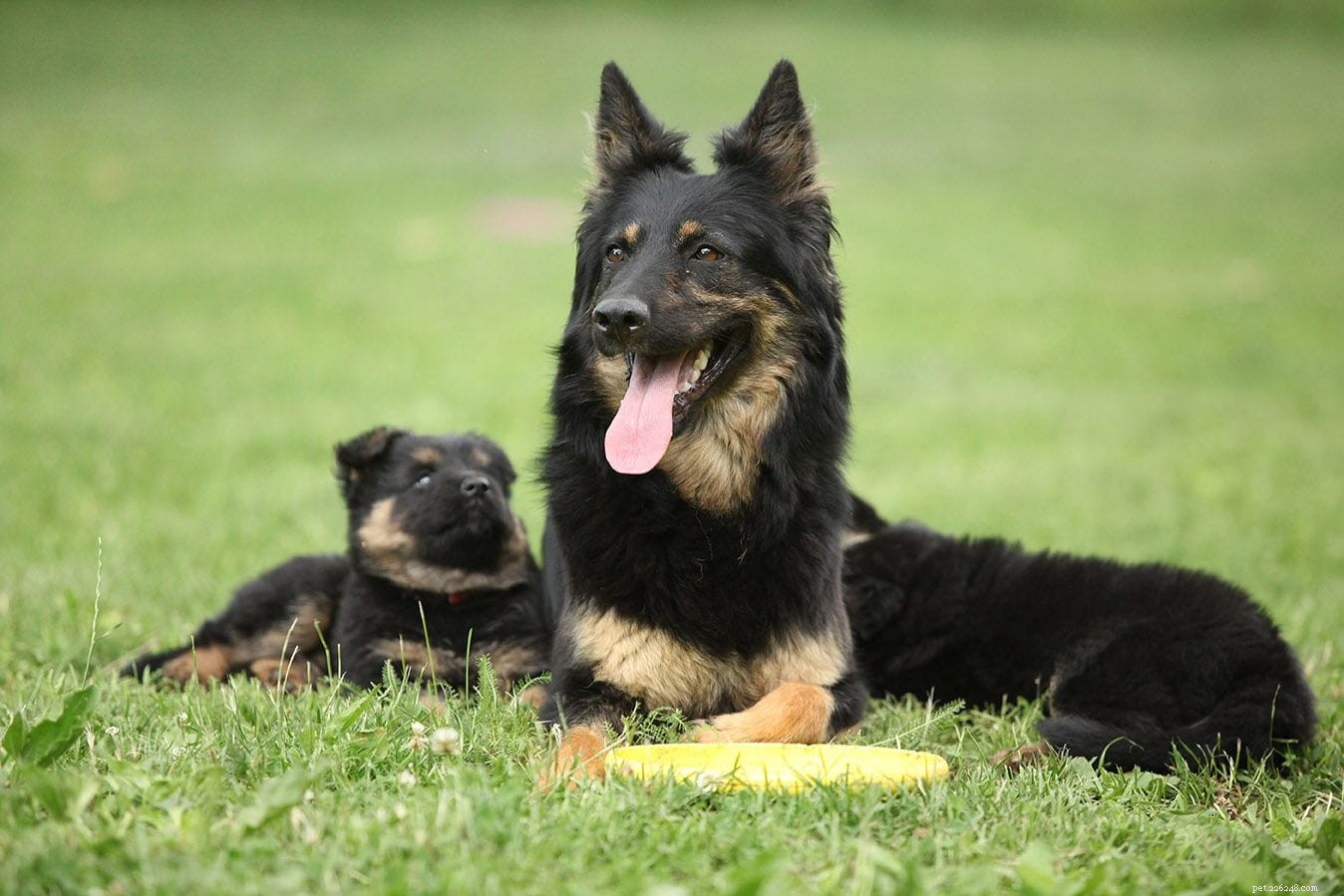 Can Dogs Remember Their Mother After Separation? Science Reveals the Truth