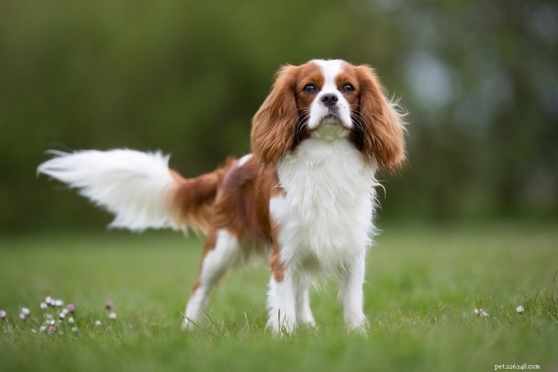 The Ultimate Guide to the Top 10 Deer Hunting Dog Breeds for Every Terrain
