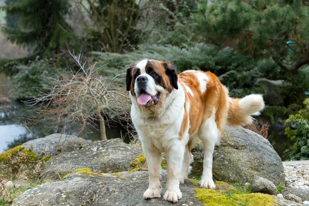 20 Dog Breeds Seniors and Elderly Should Avoid