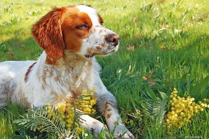 20 Dog Breeds Seniors and Elderly Should Avoid
