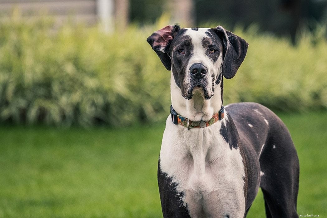 20 Dog Breeds Seniors and Elderly Should Avoid