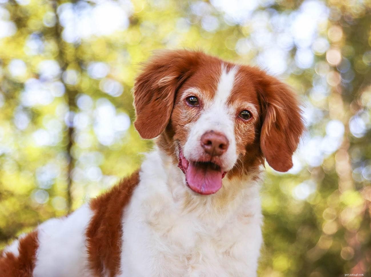 20 Dog Breeds Seniors and Elderly Should Avoid