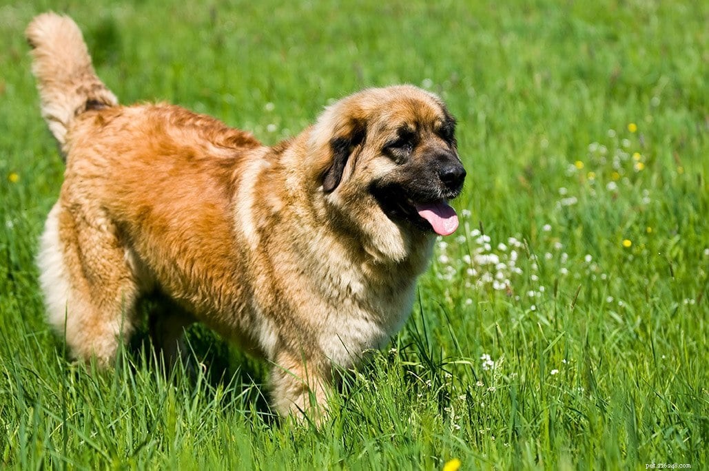 Top 21 Dog Breeds Least Suitable for Families with Children