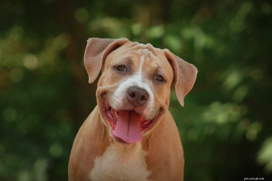 Pitbulls as Family Pets: Trusted Tips for a Harmonious Home