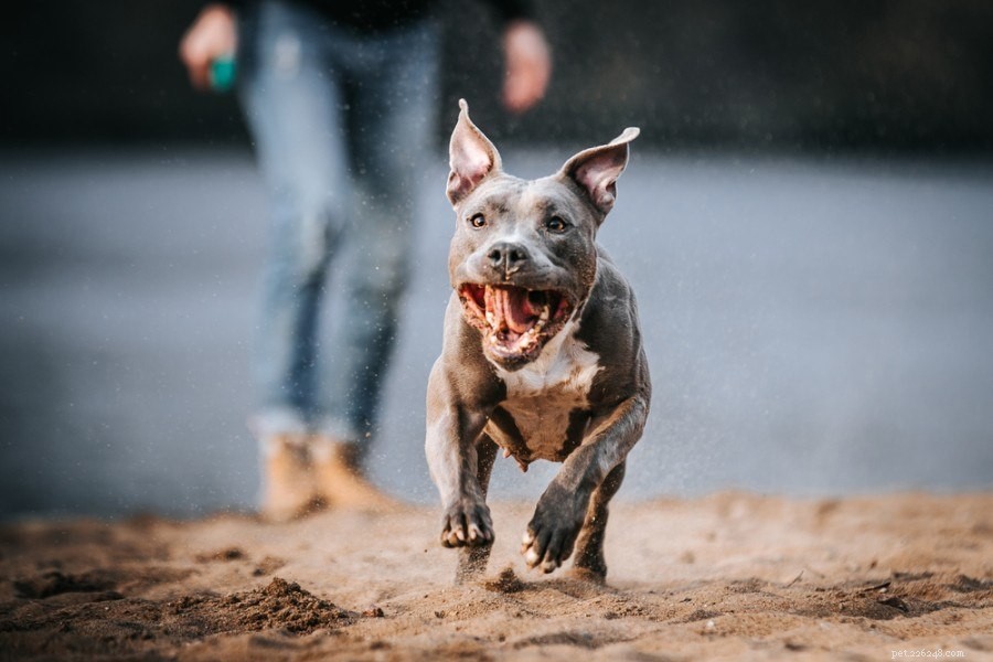 Pitbulls as Family Pets: Trusted Tips for a Harmonious Home