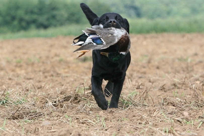 How Many Dog Breeds Exist Worldwide? 2022 Comprehensive Overview