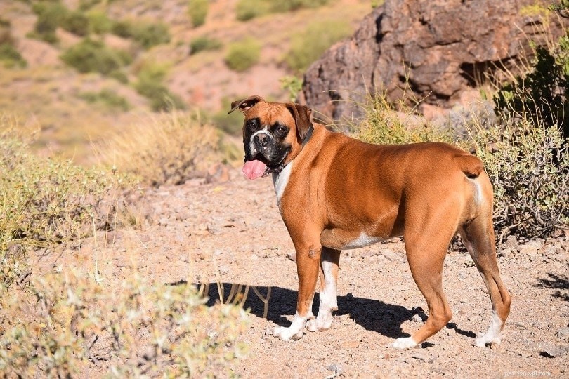 How Many Dog Breeds Exist Worldwide? 2022 Comprehensive Overview