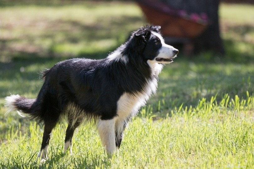 How Many Dog Breeds Exist Worldwide? 2022 Comprehensive Overview