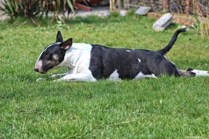 How Many Dog Breeds Exist Worldwide? 2022 Comprehensive Overview