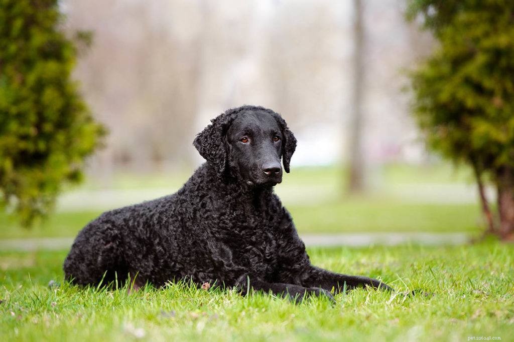 33 Classic English Dog Breeds: From Bullmastiff to Yorkshire Terrier