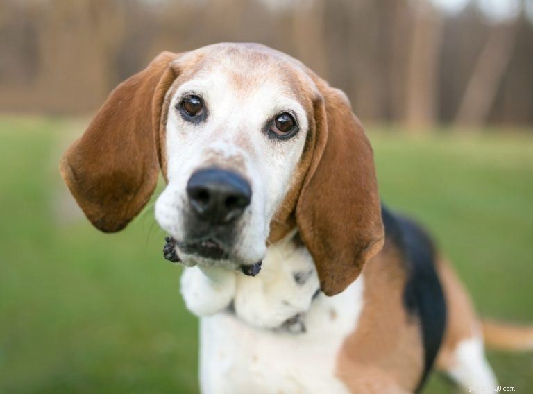 33 Classic English Dog Breeds: From Bullmastiff to Yorkshire Terrier