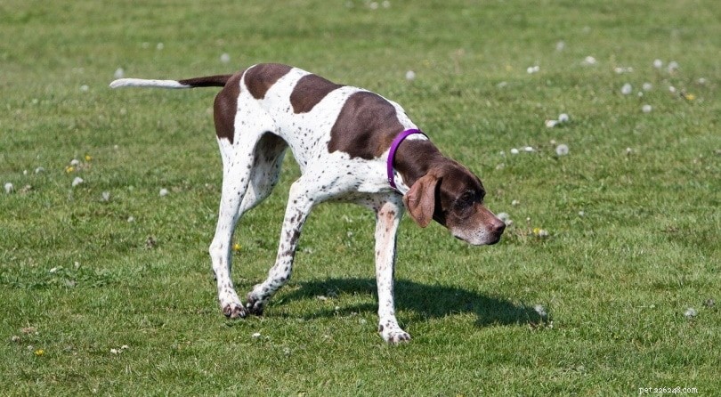 33 Classic English Dog Breeds: From Bullmastiff to Yorkshire Terrier
