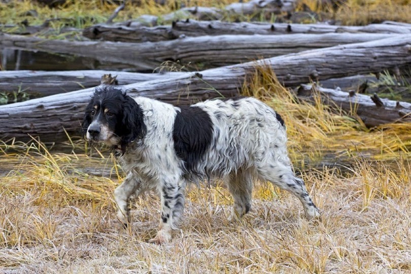 33 Classic English Dog Breeds: From Bullmastiff to Yorkshire Terrier