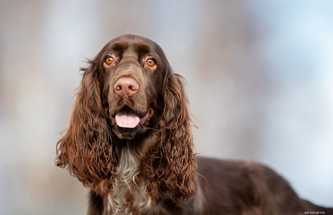 33 Classic English Dog Breeds: From Bullmastiff to Yorkshire Terrier
