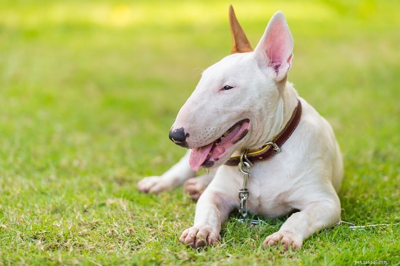 33 Classic English Dog Breeds: From Bullmastiff to Yorkshire Terrier